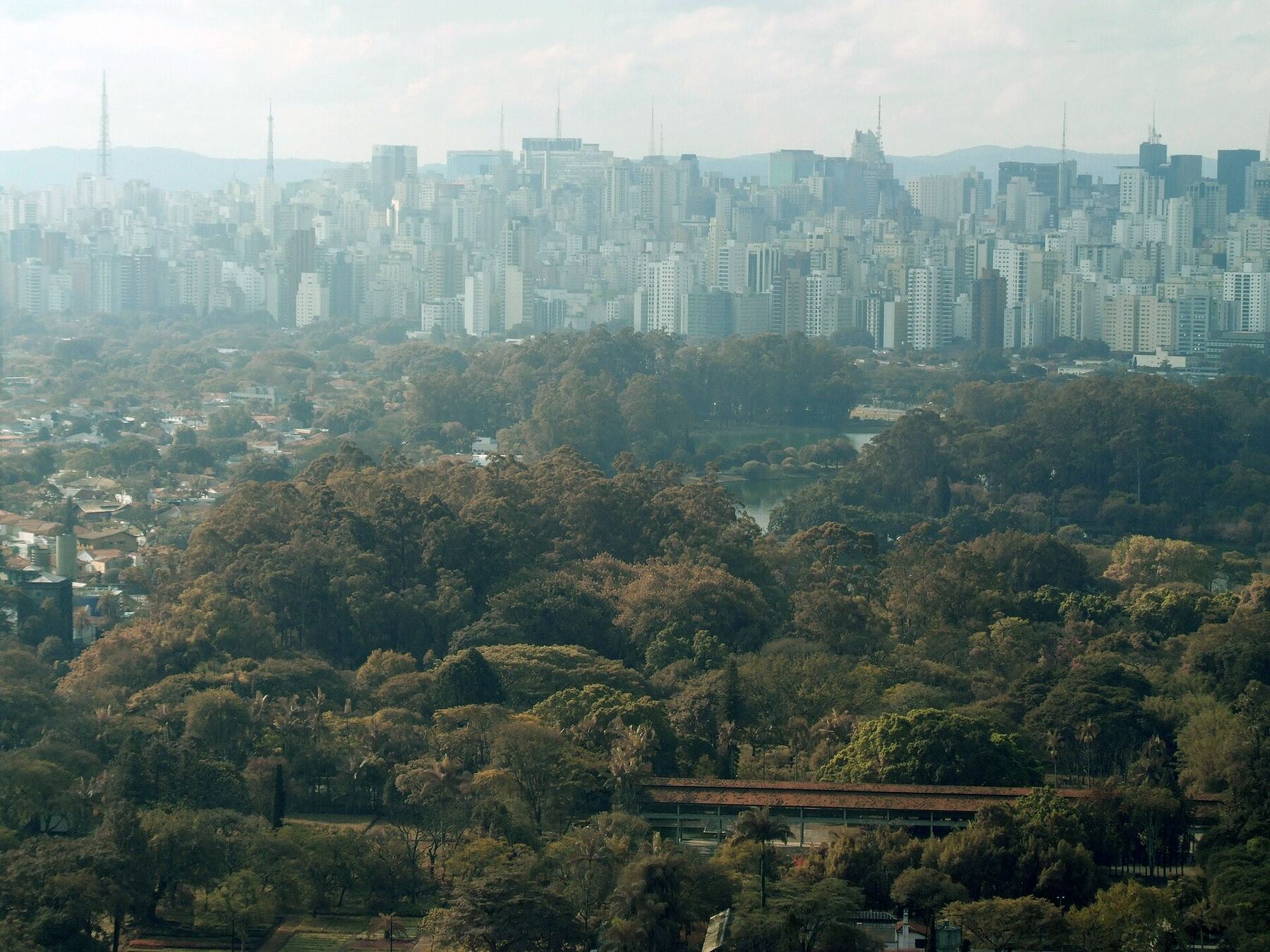 The São Paulo skyline rising behind the tree canopy of Ibirapuera Park